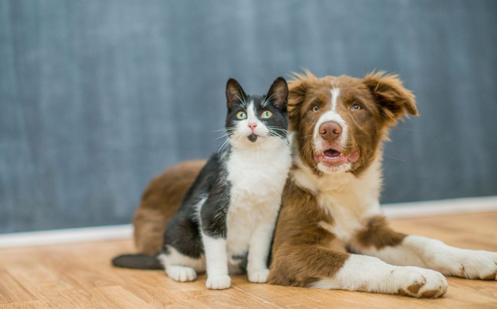 Alimentazione e consigli estivi per Cani e Gatti: Come mantenere i tuoi amici a quattro zampe freschi e idratati.